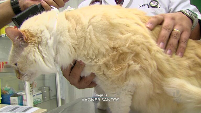 Transforma&ccedil;&atilde;o: Como 2 Anos de Gato Podem Afectar os Humanos