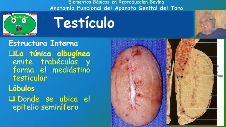 Nome do Feto de Vaca: Curiosidades e Significado