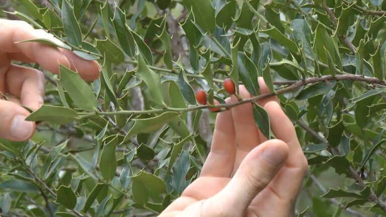 Onde Comprar Ch&aacute; de Espinheira Santa em Portugal