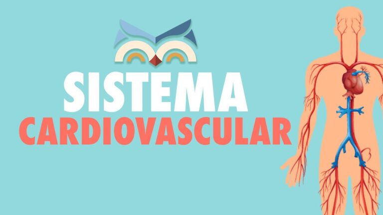 O Sistema Cardiovascular: Tudo o Que Você Precisa Saber