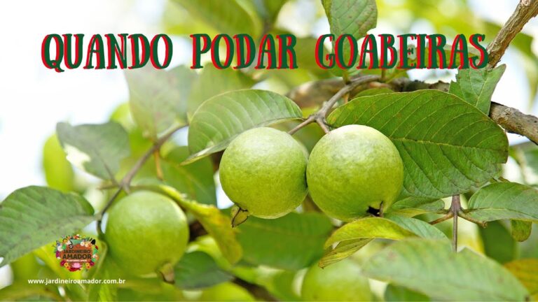 Onde Comprar Folhas de Goiabeira em Portugal