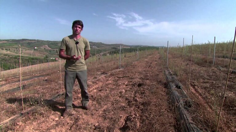 Guia Completo de Cuidados com a Planta de Goji
