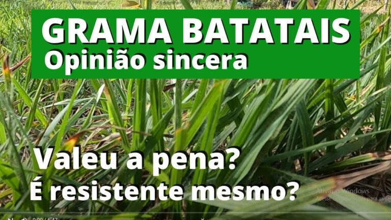 A Opini&atilde;o sobre a Gram&aacute;tica Brasileira