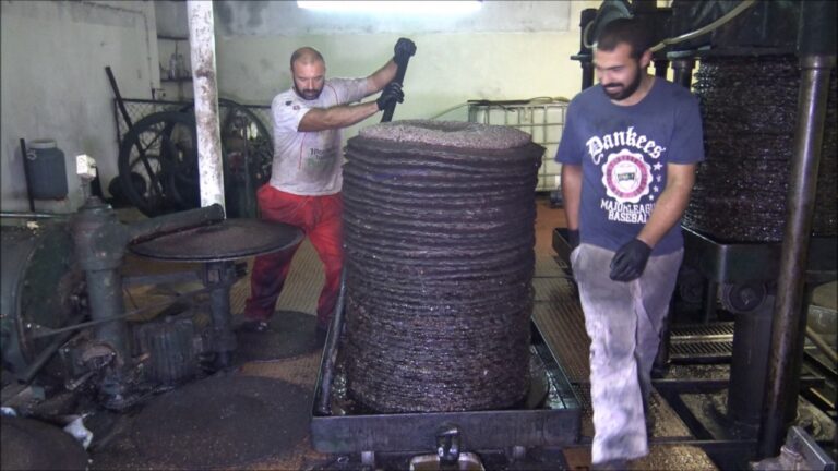 Guia para criar um lagar de azeite dom&eacute;stico