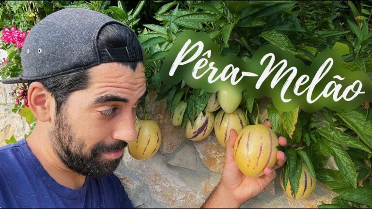A deliciosa jornada do pera mel&atilde;o em Portugal