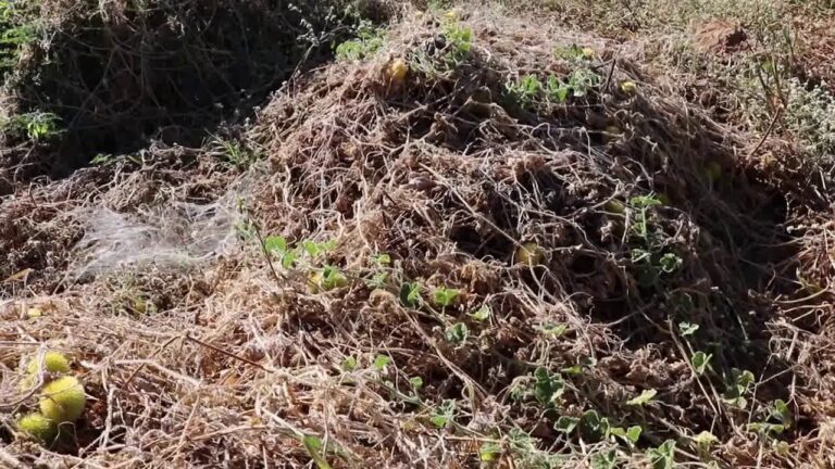 Pepinos: Benef&iacute;cios e Usos de Greg&oacute;rio