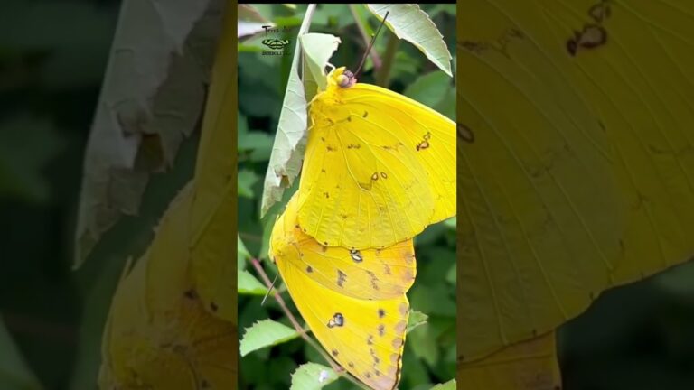 Significado da Borboleta Amarela
