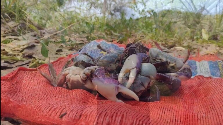 Caranguejo: Tendências Atuais no Verão