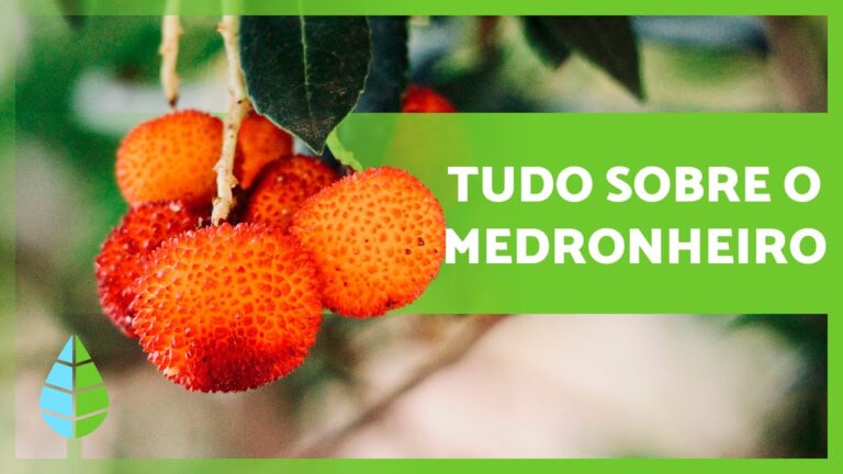 Benef&iacute;cios do ch&aacute; de folhas de medronheiro