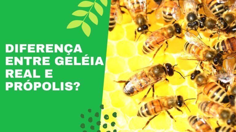 Geleia Real vs Mel: Quais as Diferenças?