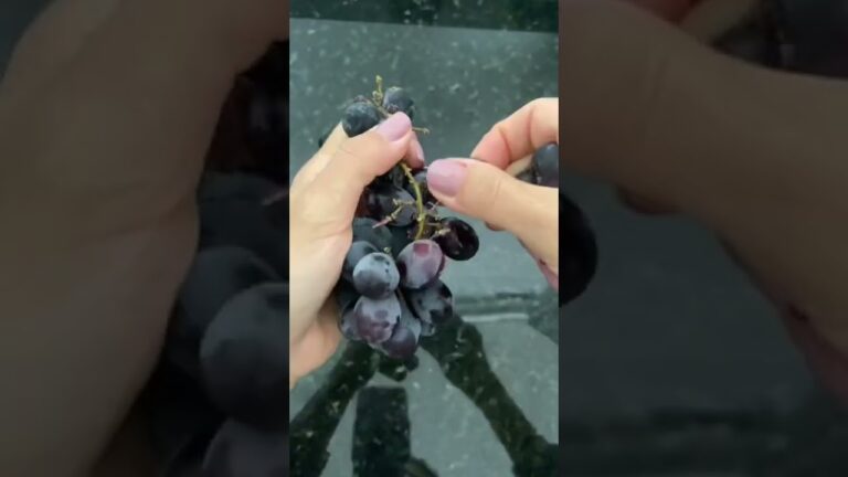 Benef&iacute;cios das Calorias das Uvas Pretas