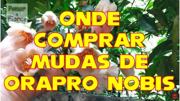 Onde Comprar Ora Pro Nobis: Guia de Compras da Planta Benéfica