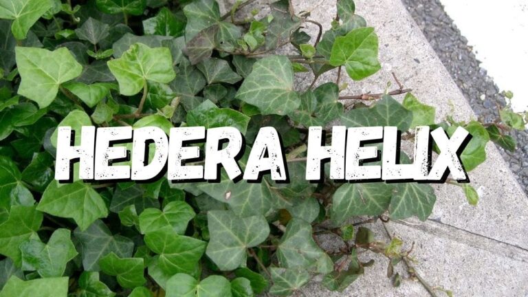 Guia Completo do Hedera Helix: Conhe&ccedil;a os Nomes Populares e suas Propriedades