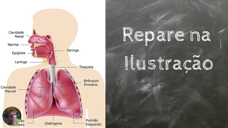 O Sistema Respirat&oacute;rio: Tudo o que os alunos do 6&ordm; ano precisam saber