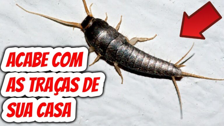 Como eliminar o bicho da prata: guia pr&aacute;tico