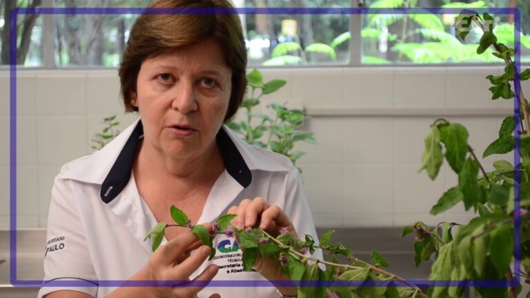 Benefícios do Chá de Cidreira: Saúde e Bem-Estar