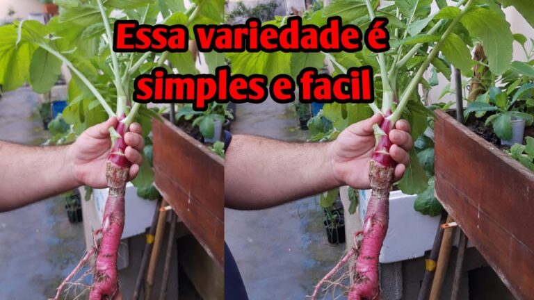 Os Benef&iacute;cios do R&aacute;bano Vermelho para a Sa&uacute;de