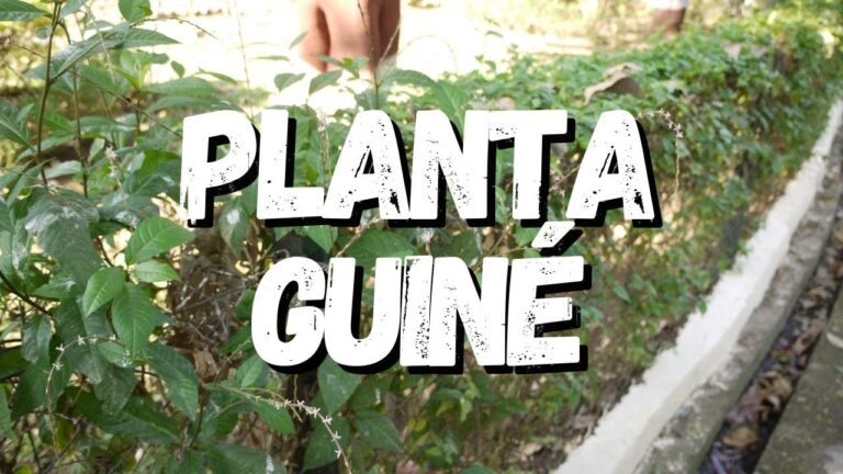 Planta Guin&eacute;: Onde Comprar e Cuidados Essenciais