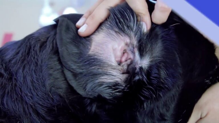 Como limpar o ouvido inflamado do cachorro