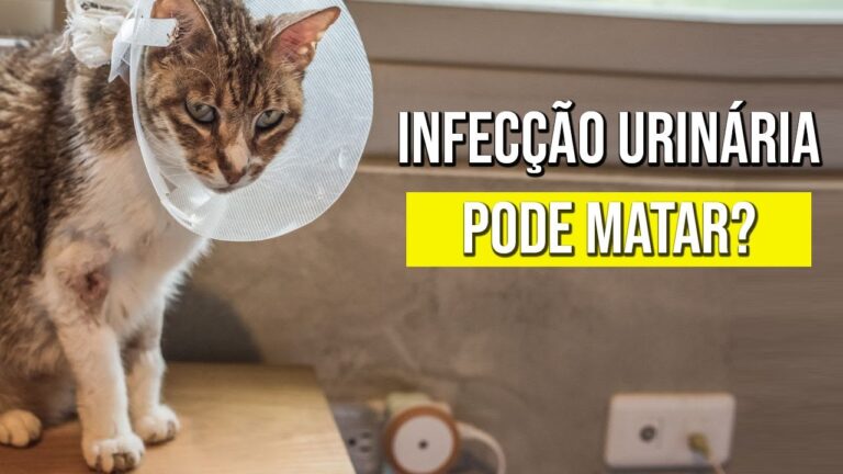 Tratamento eficaz para infec&ccedil;&atilde;o urin&aacute;ria em gatos
