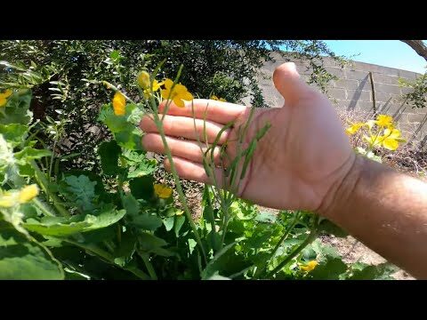 Benef&iacute;cios do Betadine Verde: Para Que Serve?