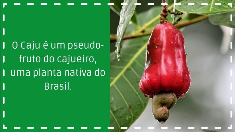Guia para Comprar Castanha de Caju Online