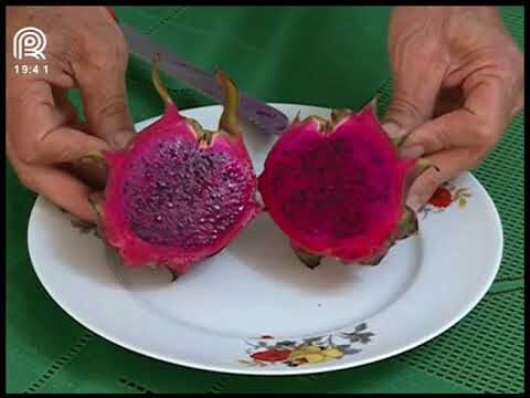Pre&ccedil;o por Quilograma de Pitaya: Guia Completo