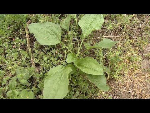 Onde Encontrar Tanchagem: Dicas e Locais Ideais