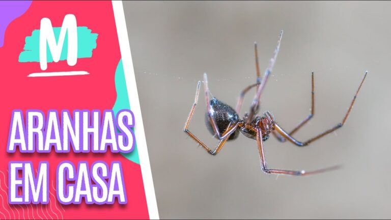 Aranhas Domésticas Pretas: Identificação e Prevenção