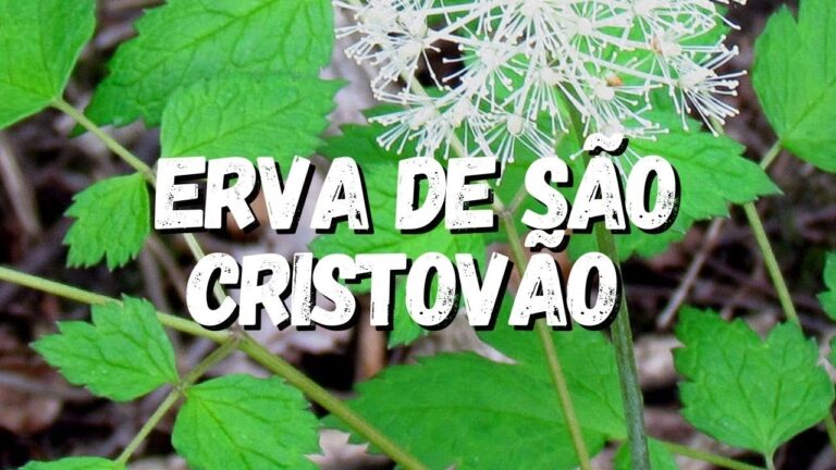Benef&iacute;cios do Ch&aacute; de Erva de S&atilde;o Cristov&atilde;o