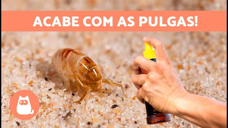Como eliminar pulgas da sua casa de forma eficaz