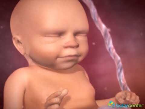 27 Semanas: O que Esperar Durante a Gravidez