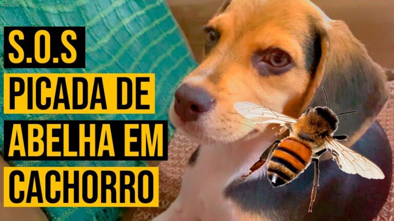Como tratar picada de abelha em cachorro