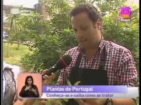 Benefícios do Chá de Hipericão