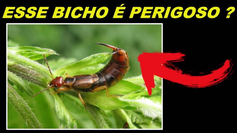 O que é um bicho corta unhas e como se livrar dele