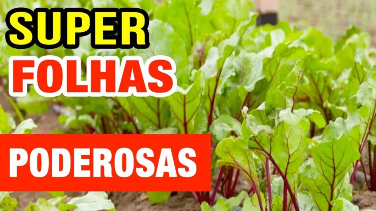 Descubra os Benef&iacute;cios da Folha de Beterraba para a Sa&uacute;de