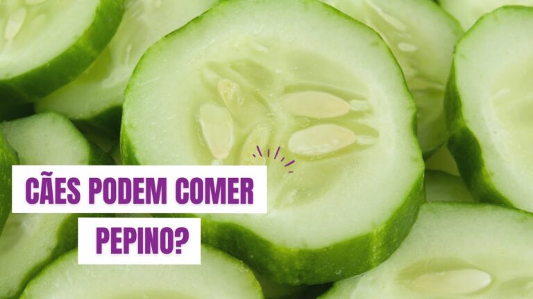 Caes podem comer pepino: o que os donos precisam saber