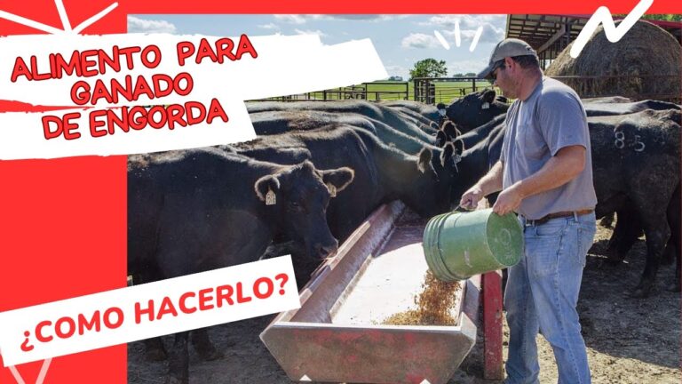 Formulas Eficazes para Engordar de Forma Saud&aacute;vel