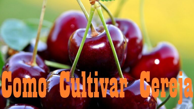 P&eacute; de Cereja: A Loja Ideal para Seu Estilo