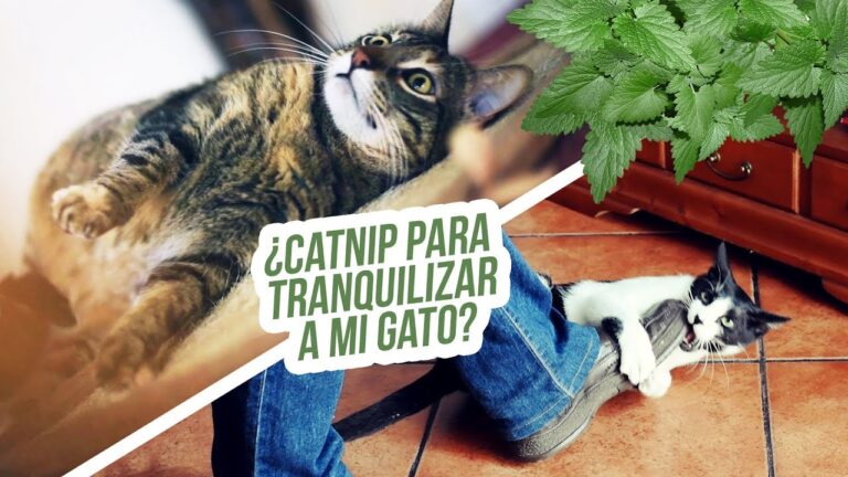 Catnip: O Prazer dos Gatos Beb&ecirc;s