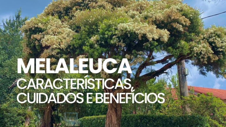 Onde Comprar Melaleuca: Guia Completo para Adquirir a Planta