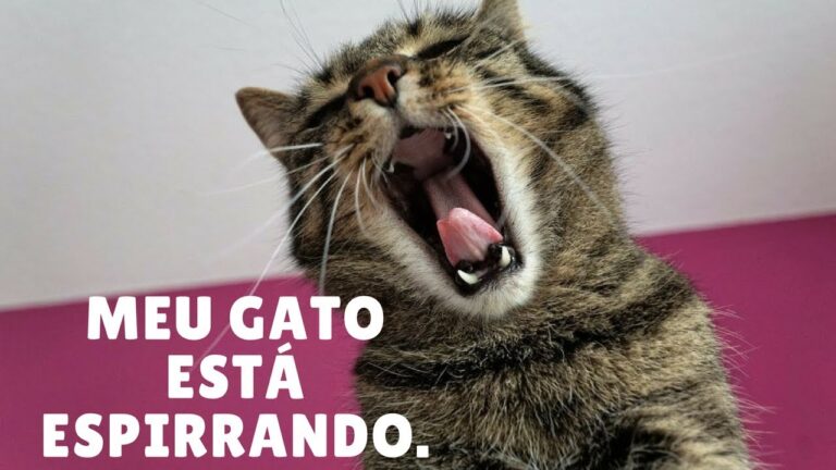 Entendendo por que os gatos espirram