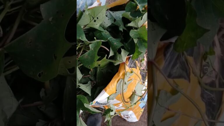 Propriedades Nutricionais da Batata Doce