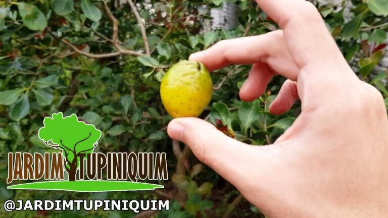 Benef&iacute;cios e Cultivo do Ara&ccedil;a-&Aacute;rvore