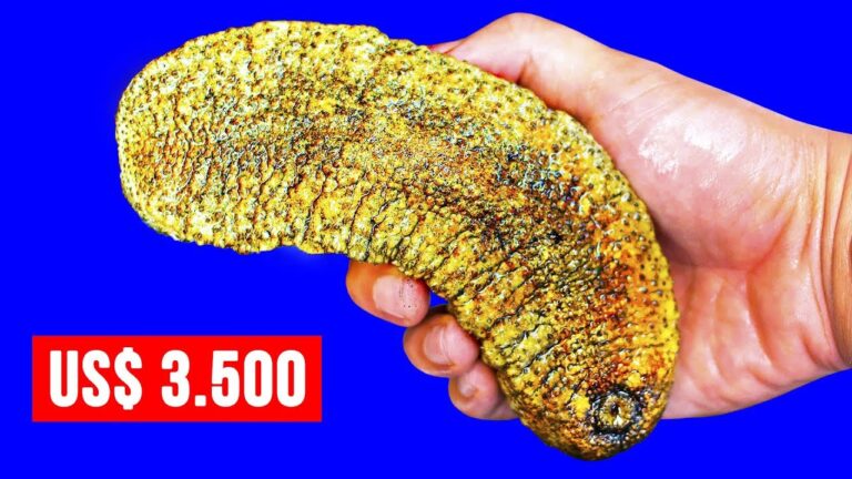 Pre&ccedil;o do Pepino do Mar: Fatores e Tend&ecirc;ncias de Mercado