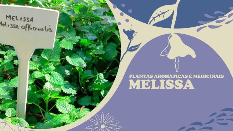Benef&iacute;cios da Melissa Planta para a Sa&uacute;de e Bem-Estar