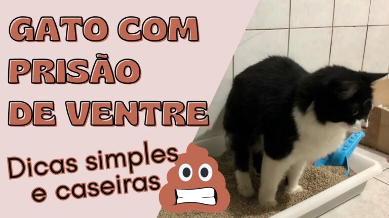 Causas e Soluções para Prisão de Ventre em Gatos
