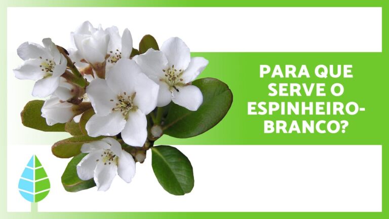 Crataegus: Benef&iacute;cios e Usos Medicinais