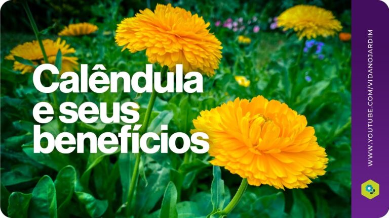 Benef&iacute;cios do Extrato de Cal&ecirc;ndula: Para Que Serve?