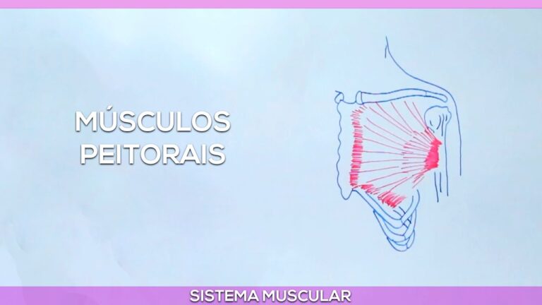 Fortalecendo os Músculos do Peito: Dicas e Exercícios Eficazes